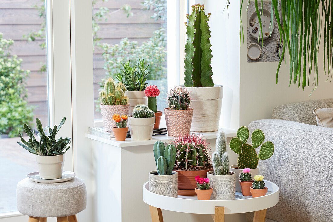 Cactus collection