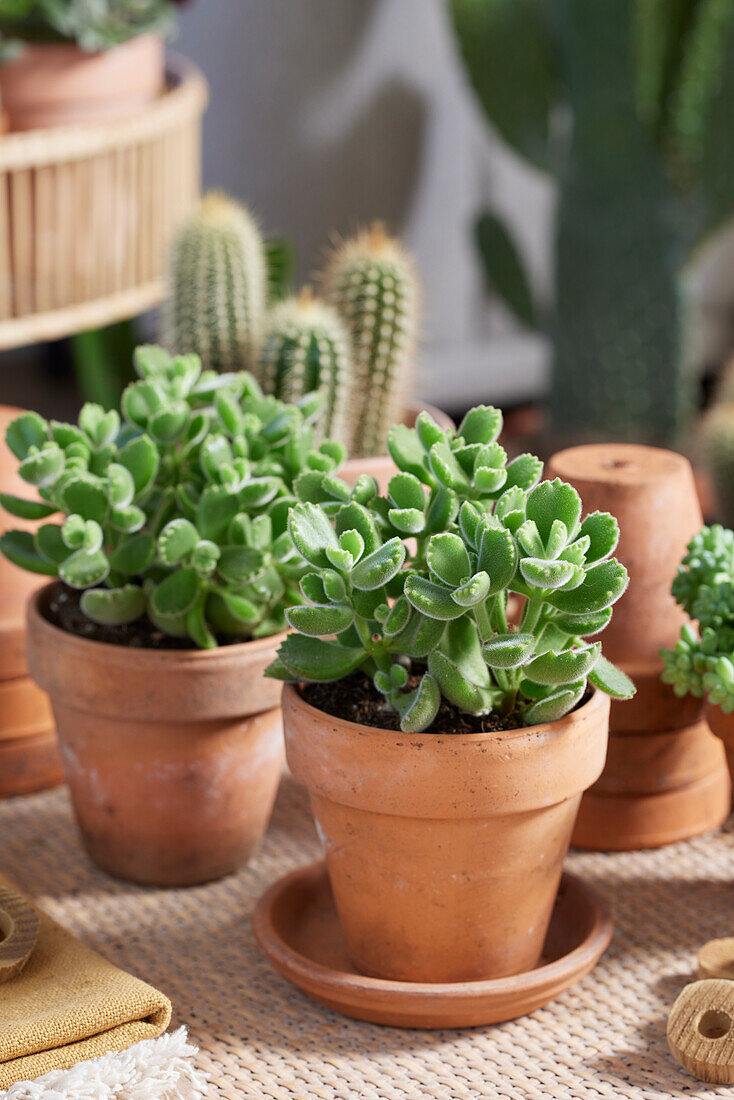 Cotyledon Ladysmith