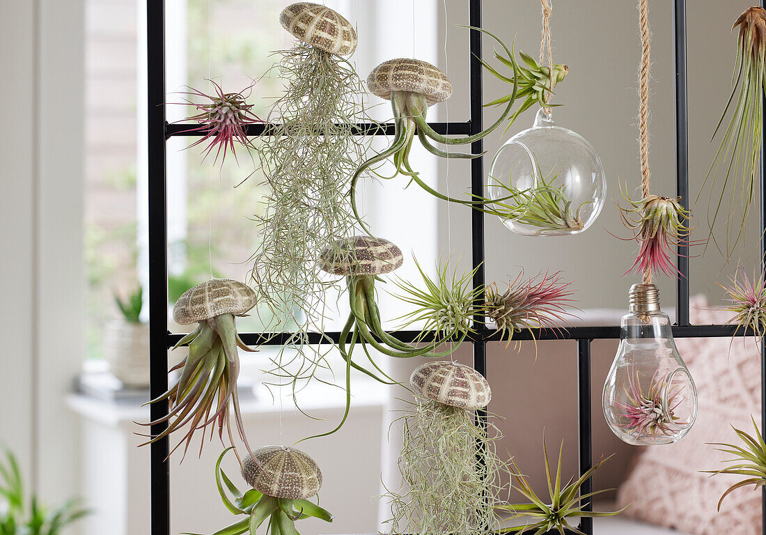 Tillandsien (Tillandsia), Kollektion