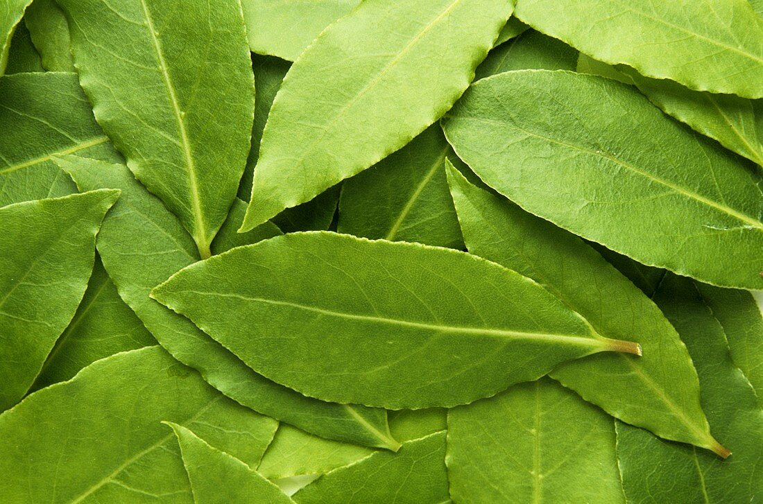 Bay leaves (close-up)