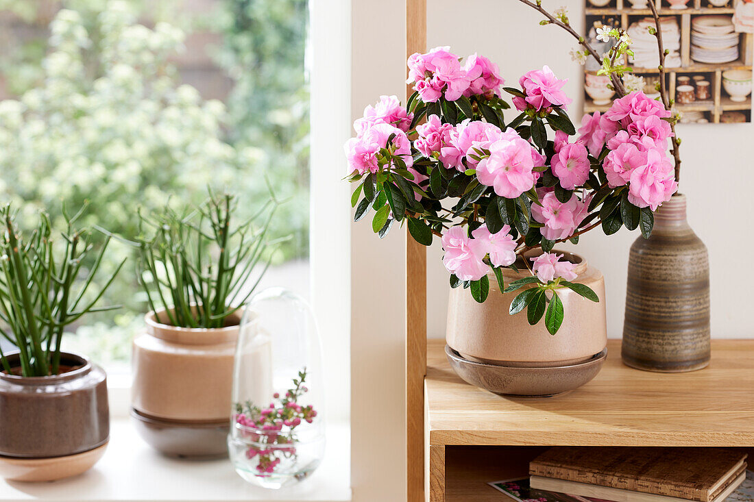 Rhododendron pink