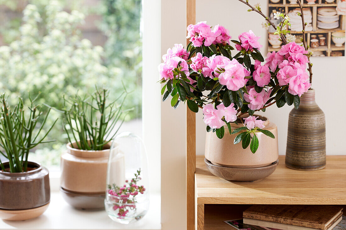 Rhododendron, rosa