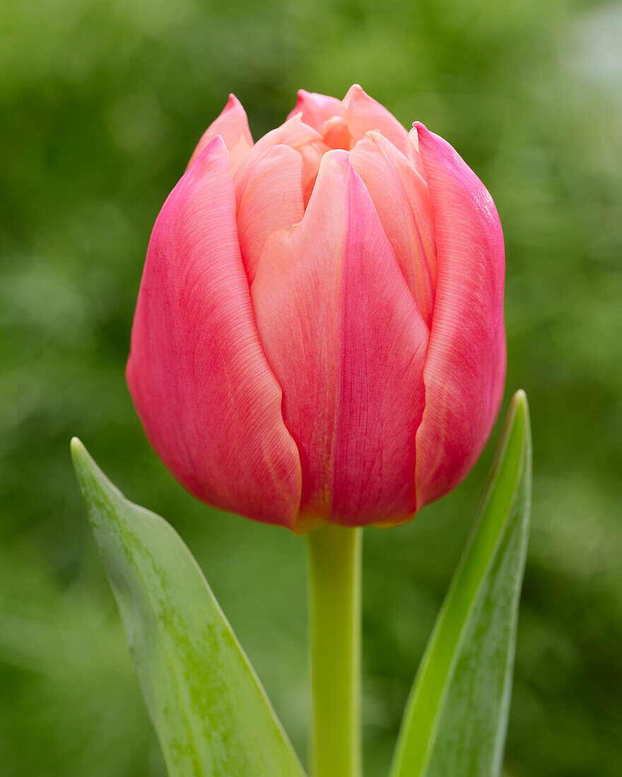 Tulipa Apricot Double Symbiose