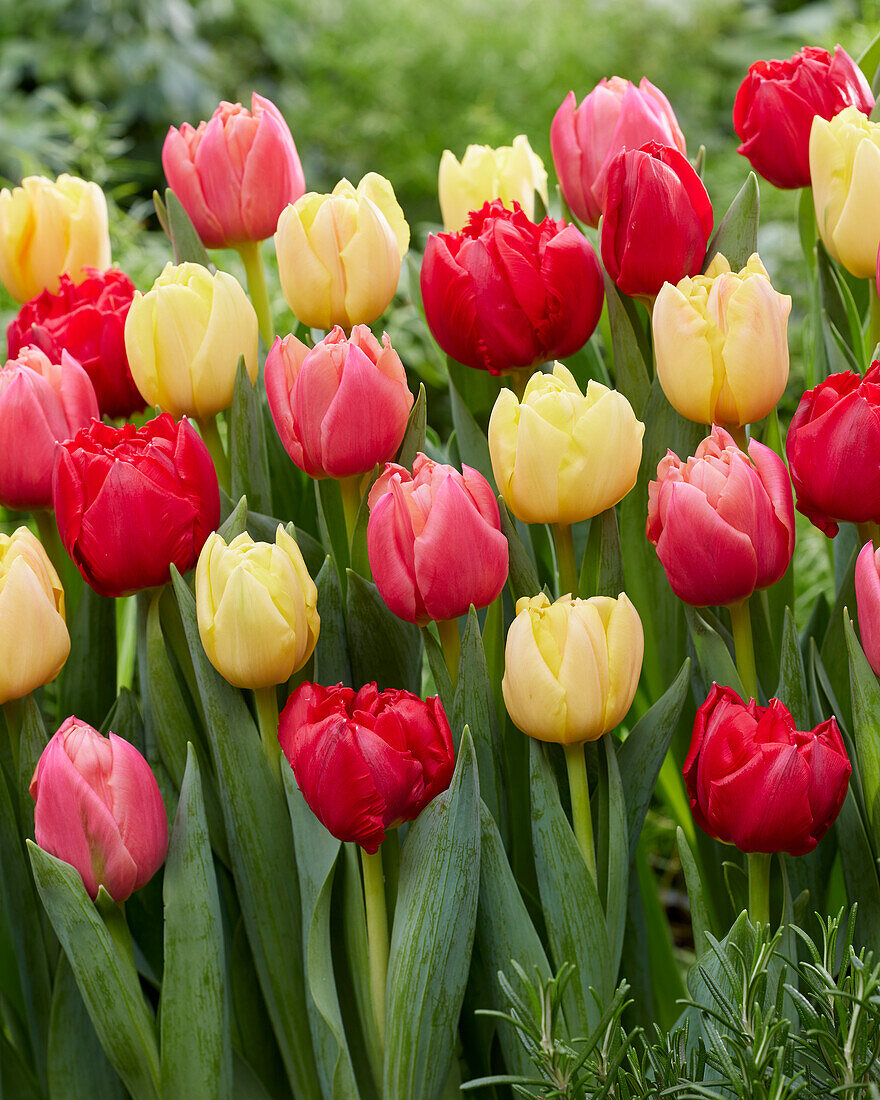 Tulipa Double Symbiose mix