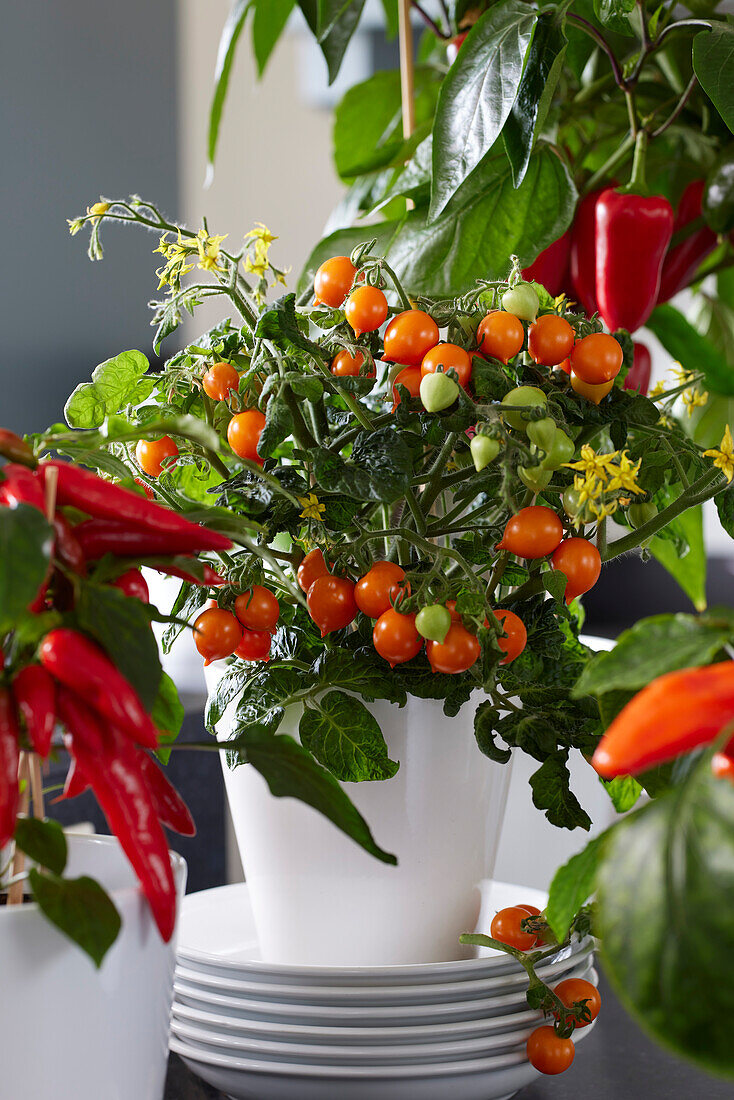 Tomate (Solanum lycopersicum) 'Twiggy'