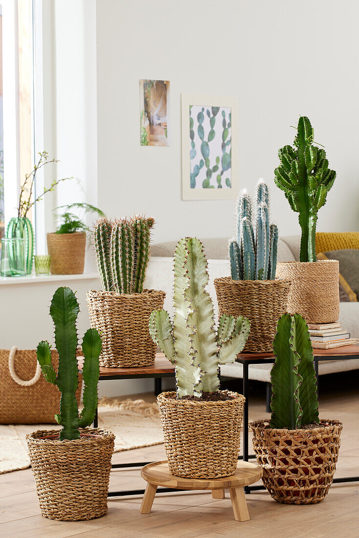 Cactus collection