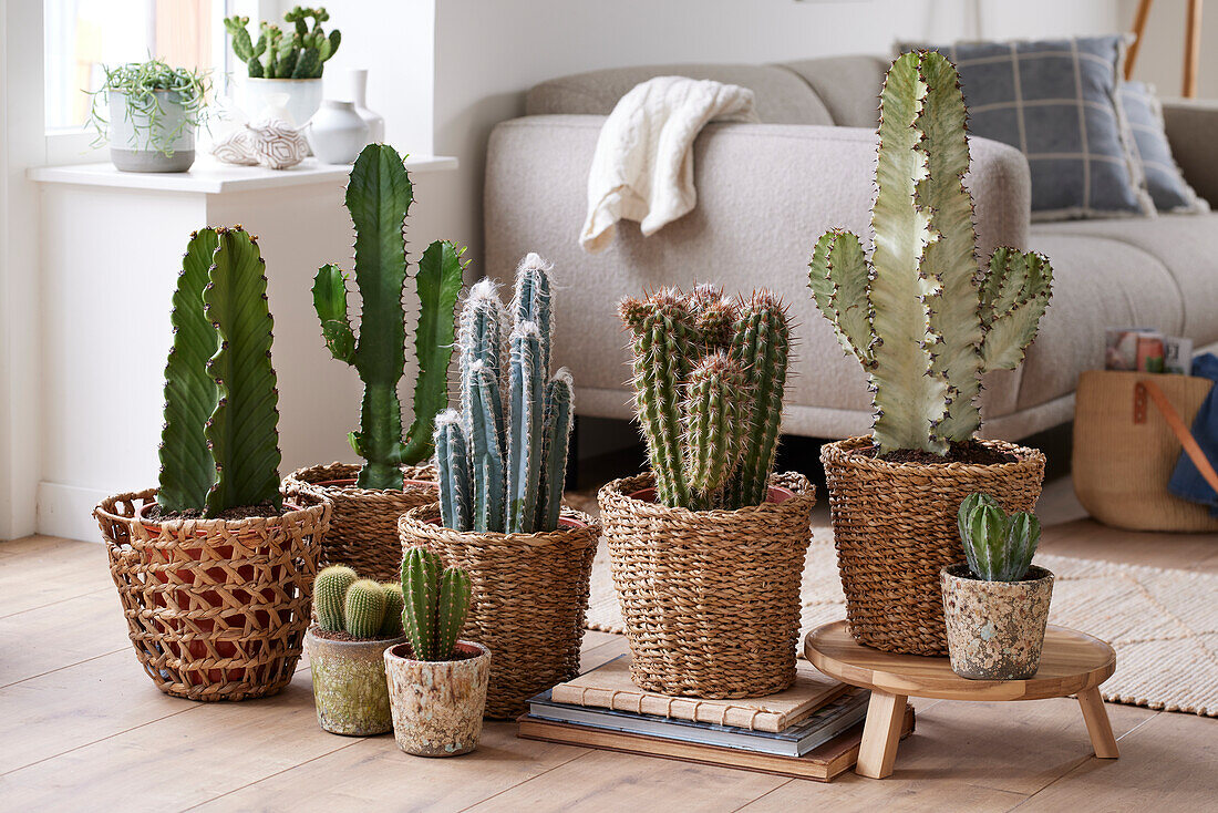 Cactus collection