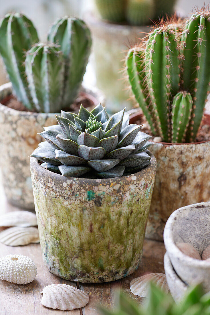 Echeveria purpusorum Graptopetalum