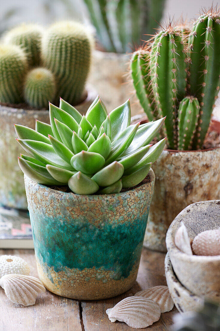 Echeveria agavoides