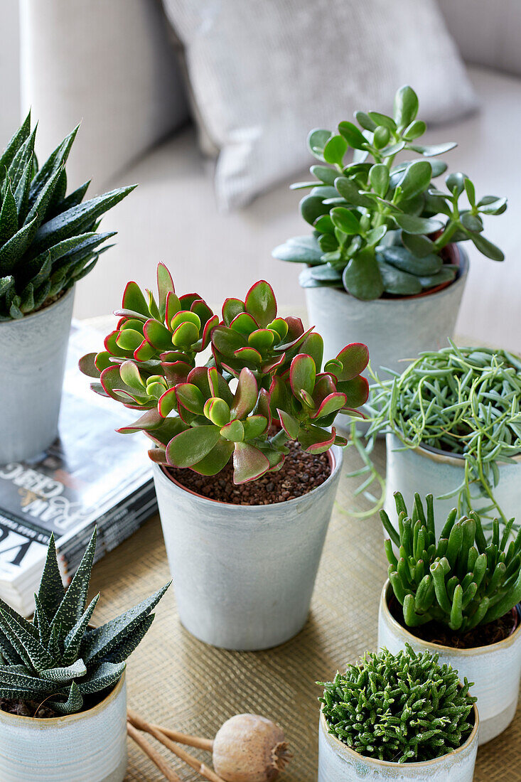 Crassula ovata Sunset