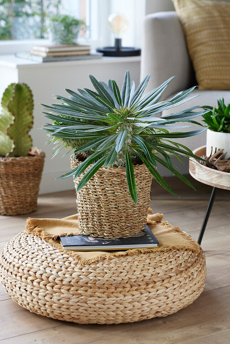 Pachypodium lamerei f. cristata