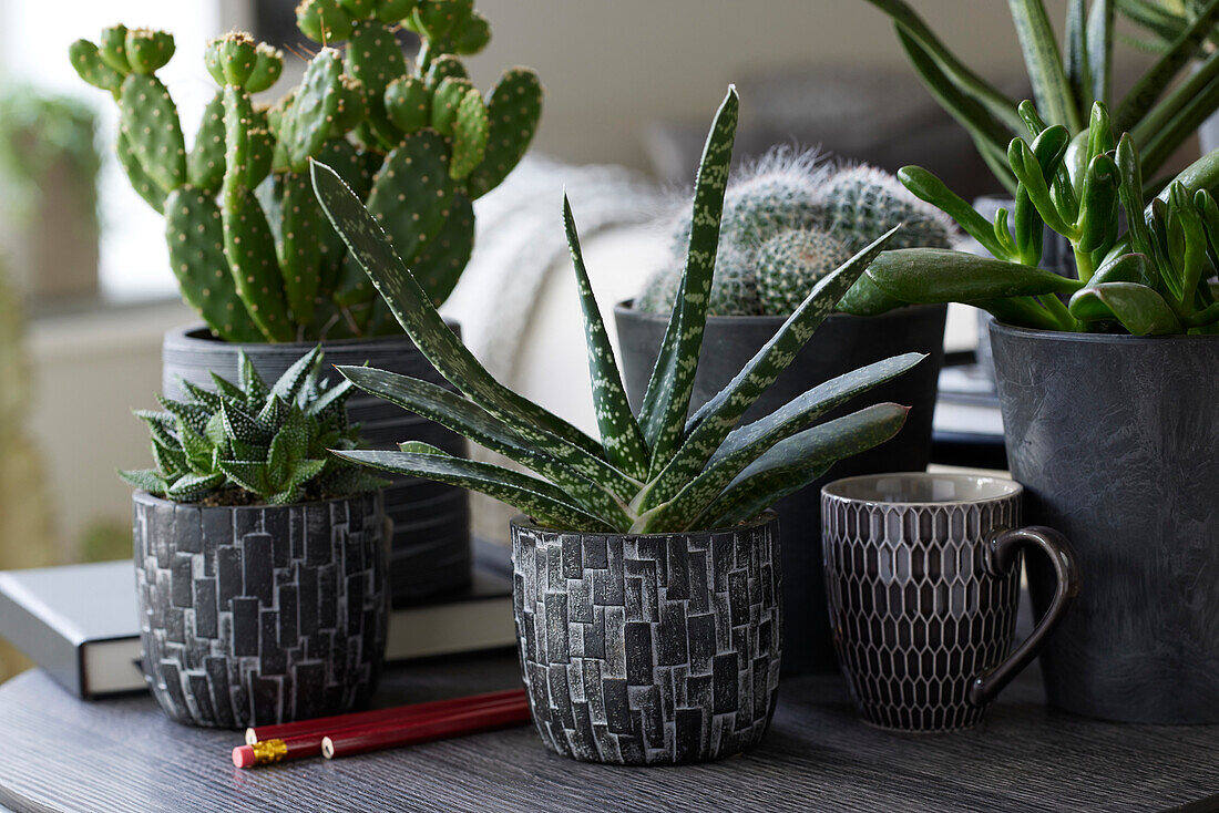 Gasteria verrucosa