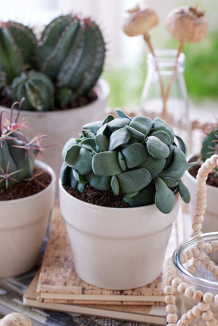 Gasteria armstrongii