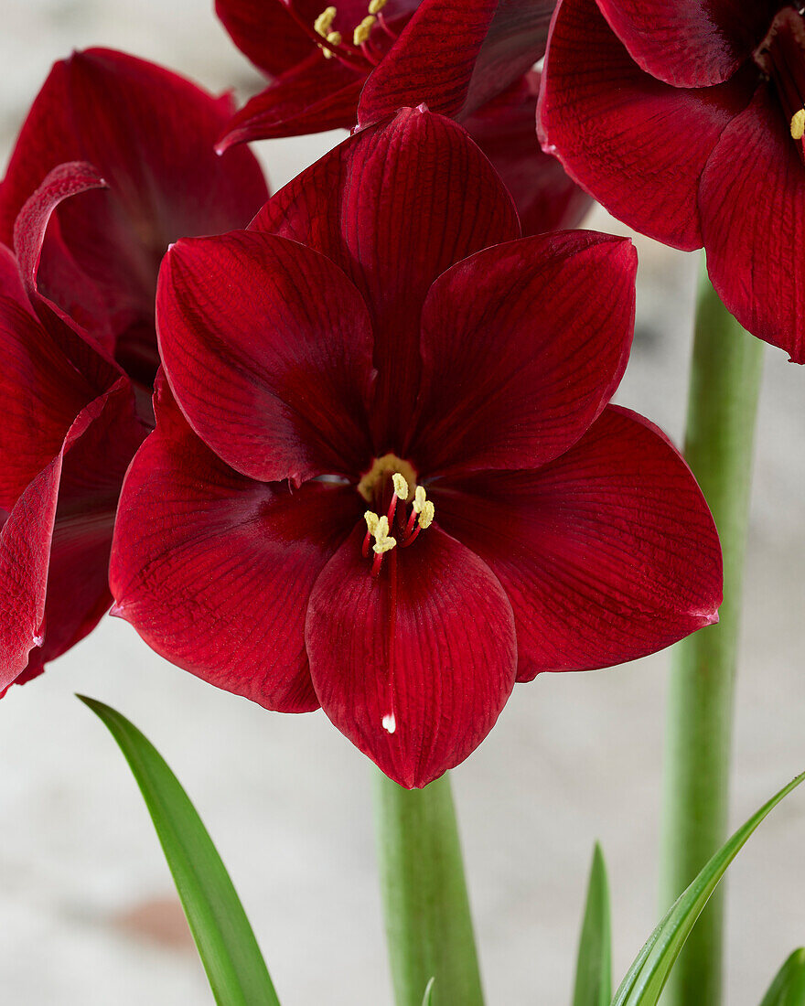 Hippeastrum Grand Diva