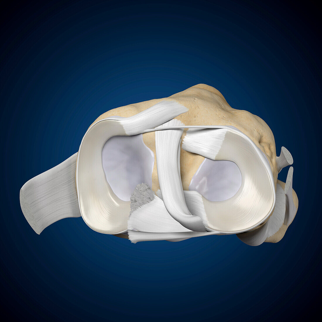 Cross Section Of A Human Knee Joint Bild Kaufen Science Photo Library