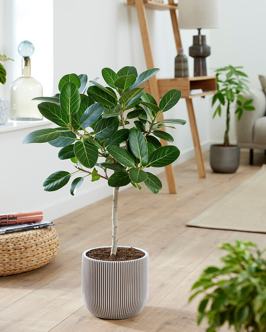 Ficus benghalensis Petite Audrey