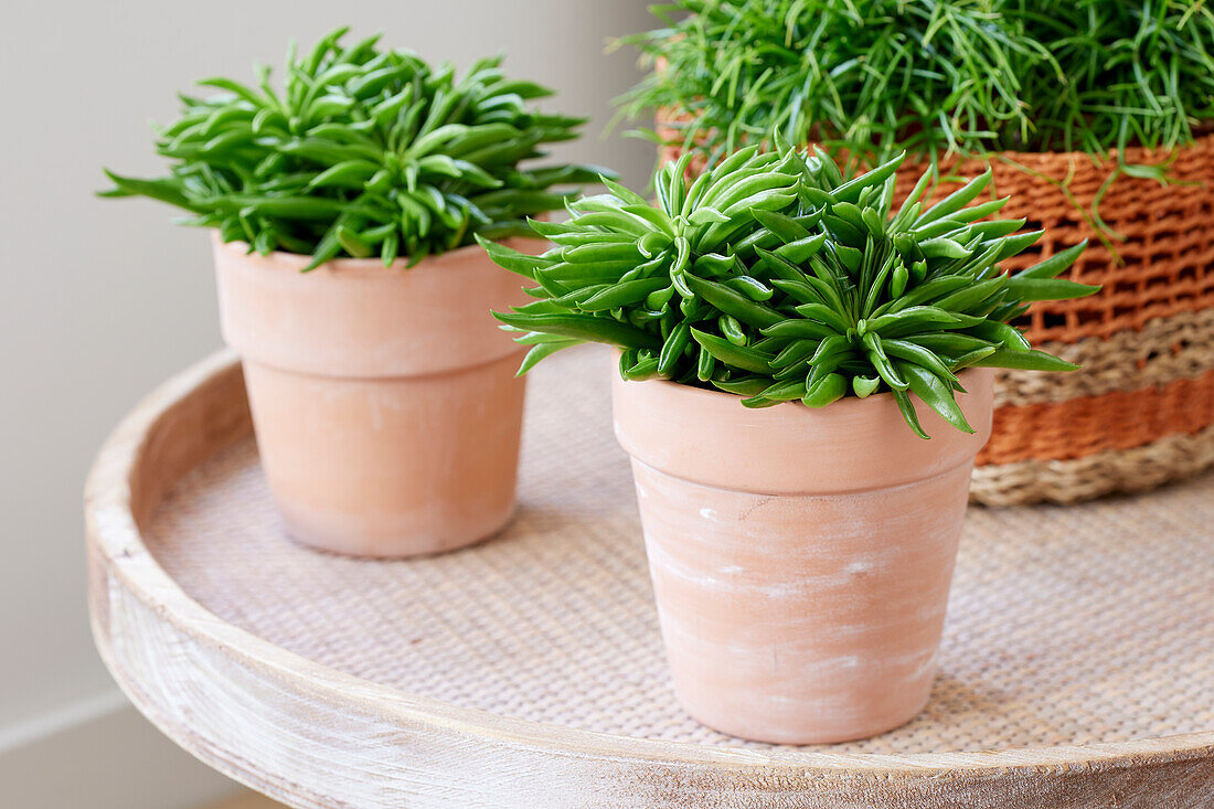 Zwergpfeffer (Peperomia) 'Happy Bean'