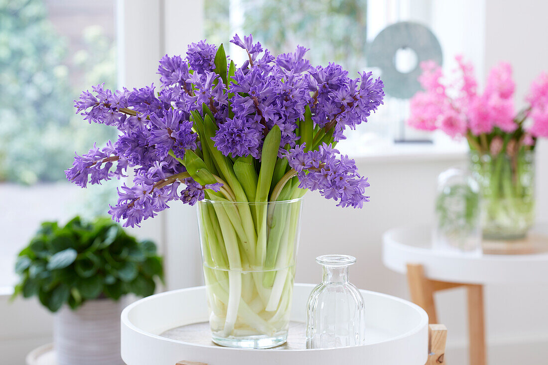 Hyacinthus Amaranta bouquet