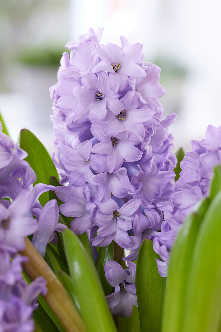 Hyazinthe (Hyacinthus) 'Purple Star'