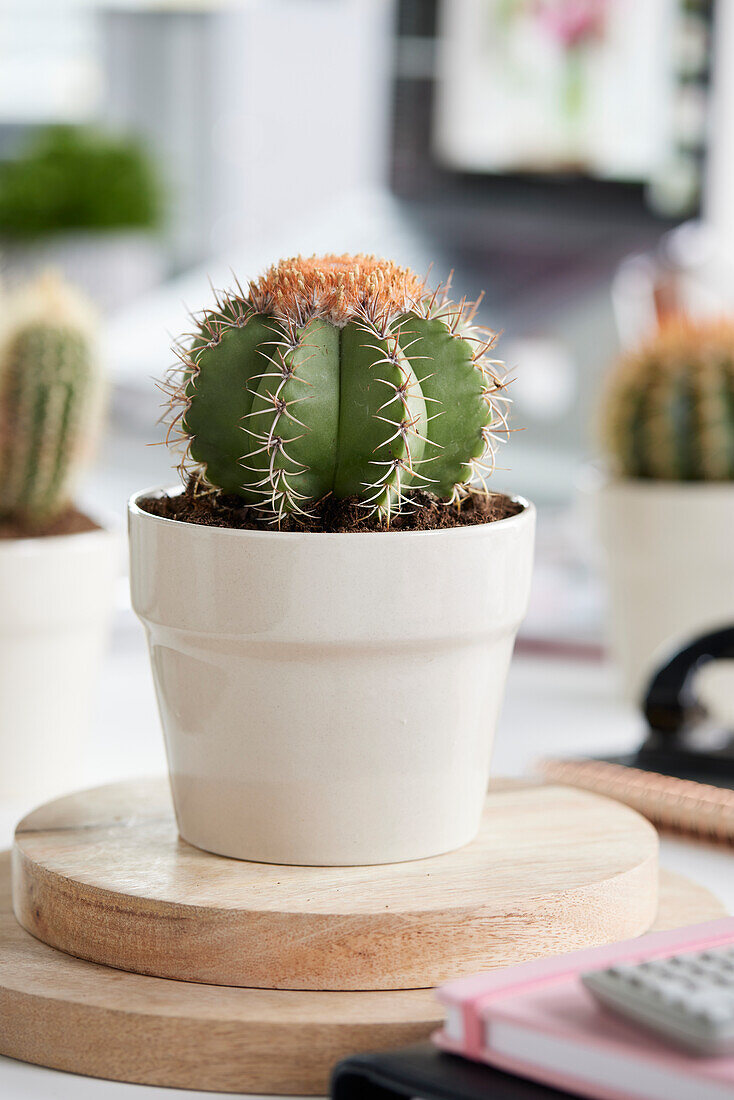 Kaktus Melocactus 'matanzanus'