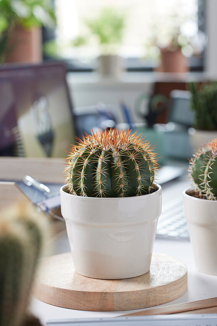 Kaktus Melocactus 'broadwayi'