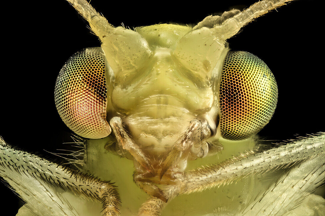 Green lacewing head
