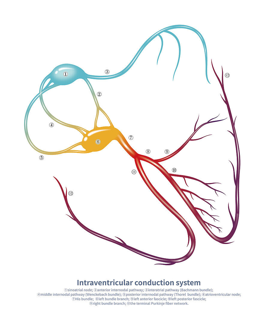 Cardiac conduction system, illustration