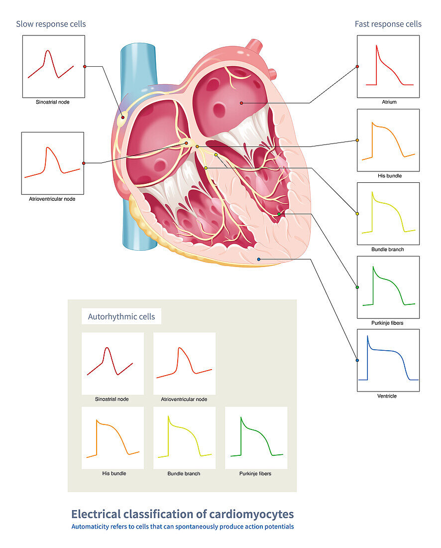 Electrical classification of cardiomyocytes, illustration
