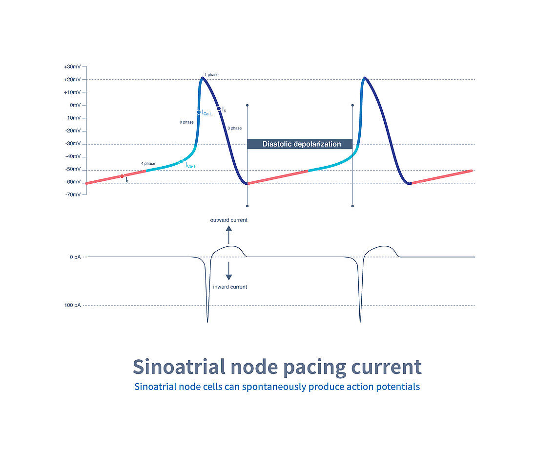 Sinoatrial node pacing current, illustration