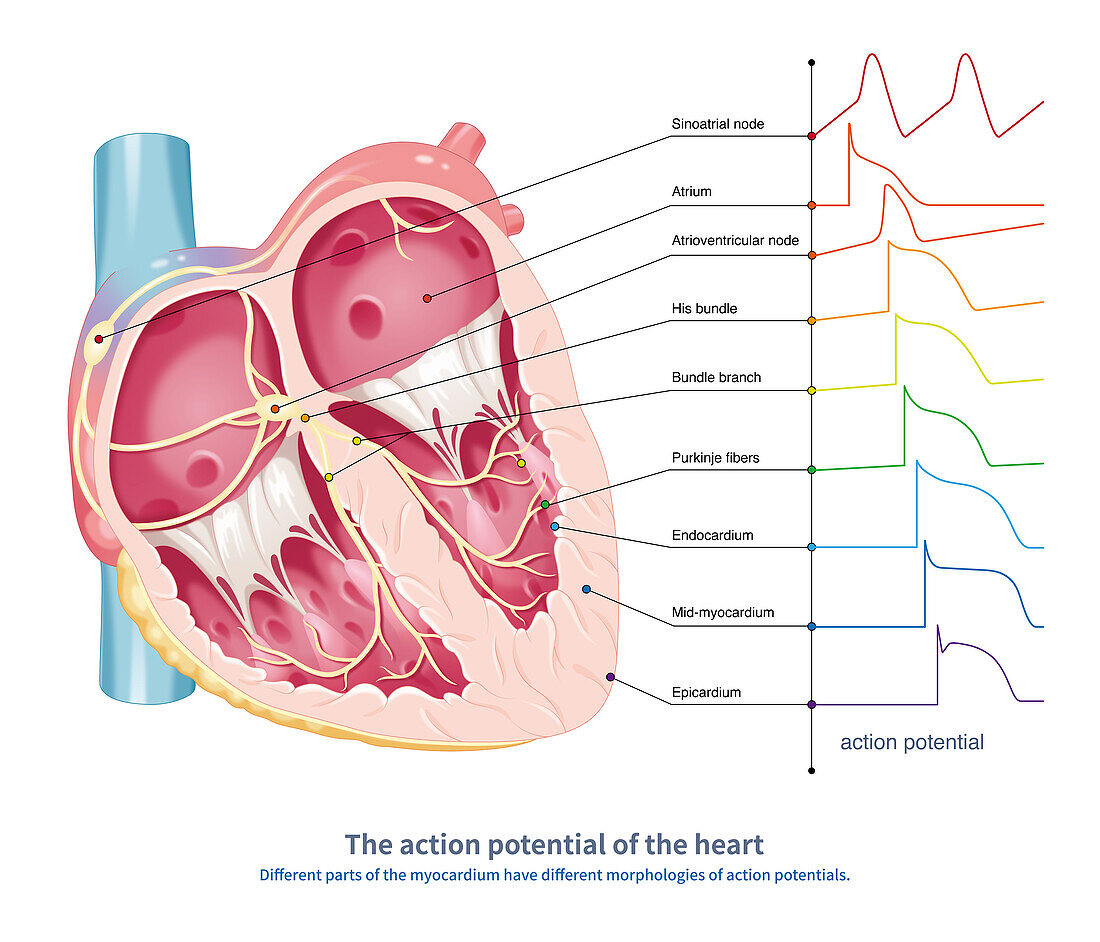 Action potential of the heart, illustration