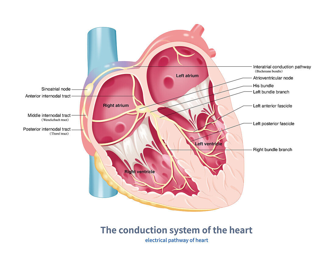 Conduction system of the heart, illustration