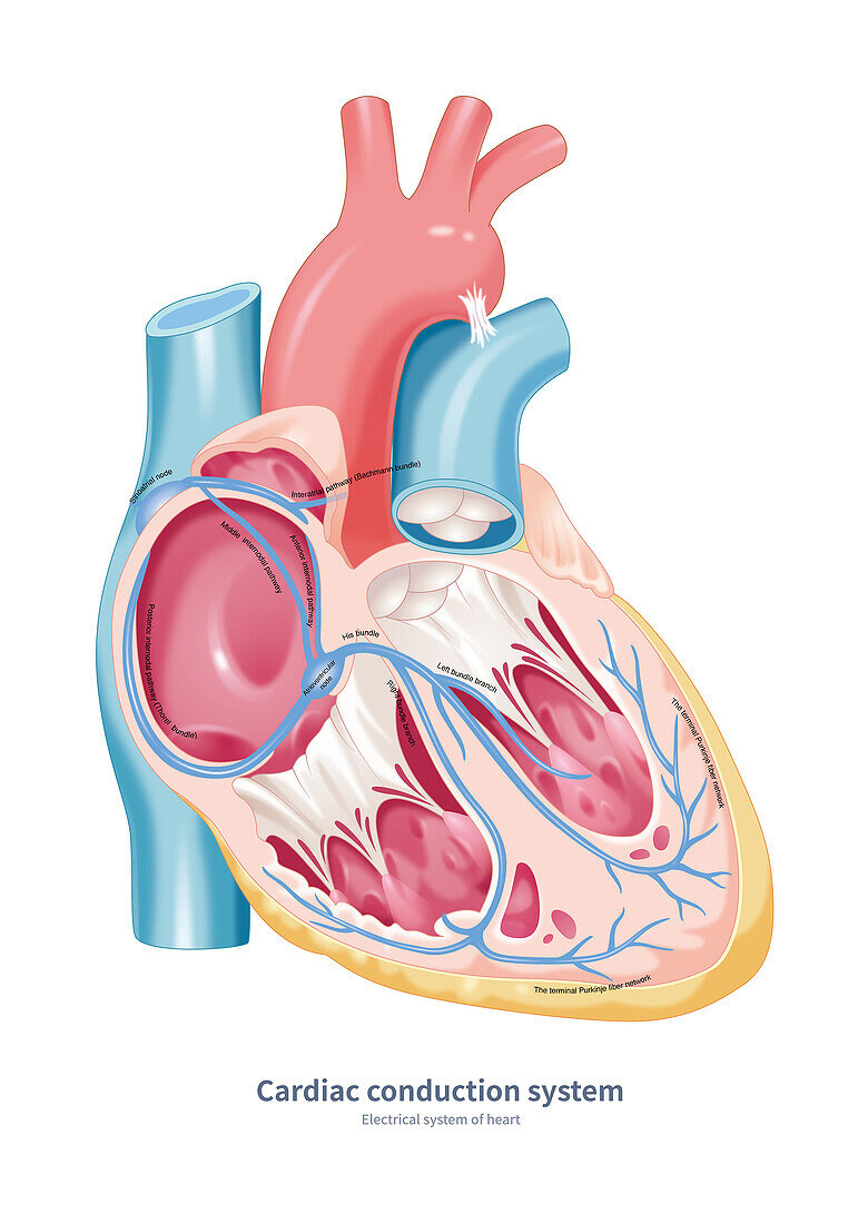 Cardiac conduction system, illustration