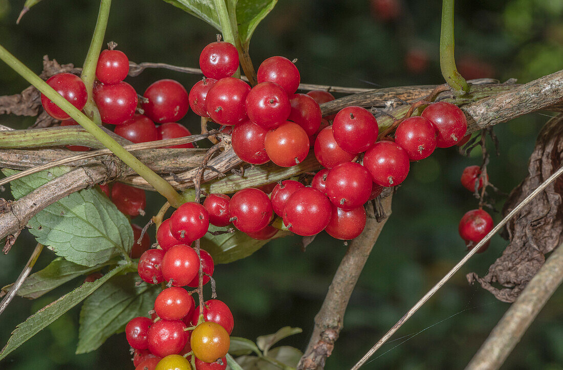 Berries of black bryony (Dioscorea communis) in hedgerow