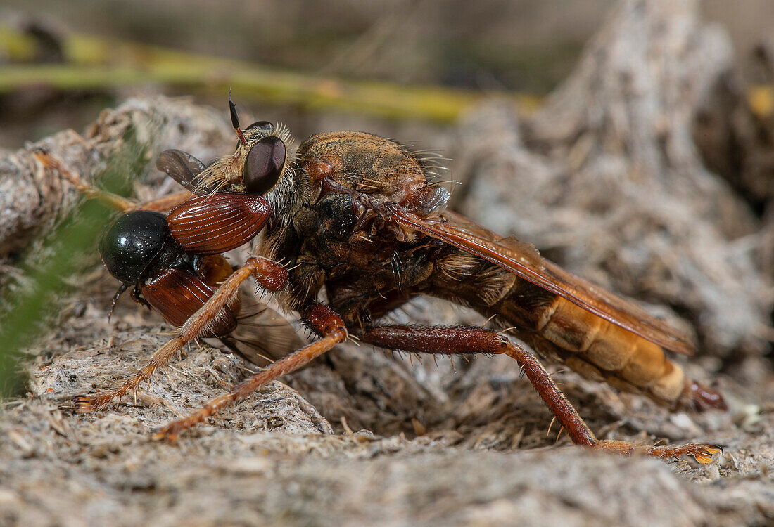 Male hornet robberfly with its prey a small dung-beetle