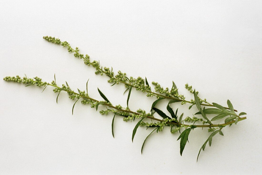 Two sprigs of mugwort