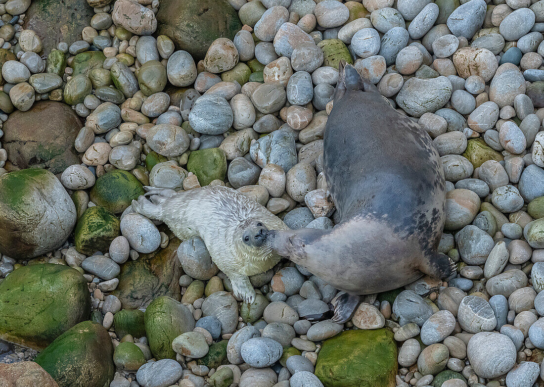 Grey seal mother and pup on breeding beach in Wales