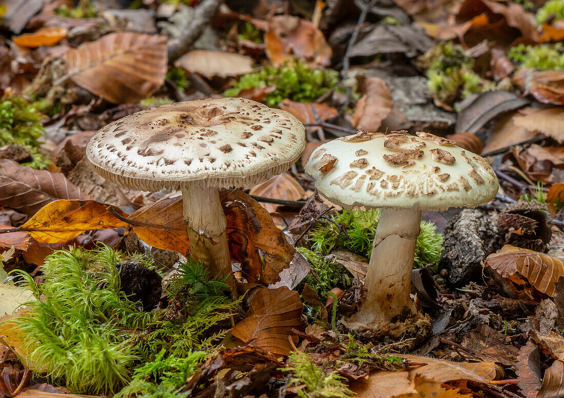 False deathcap fungi in beech woodland