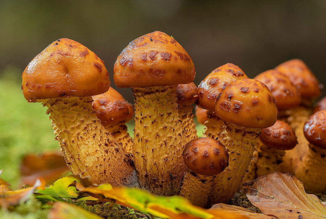 Cluster of developing golden scalycap on beech trunk