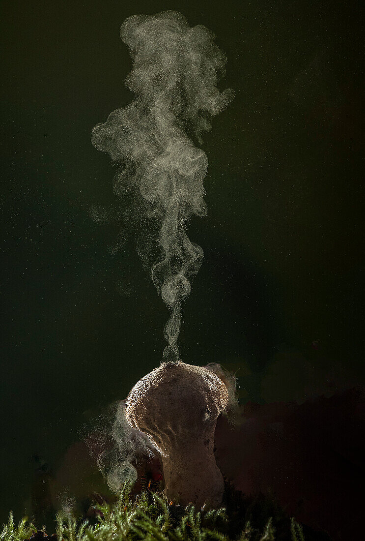 Common puffball producing spores through pore