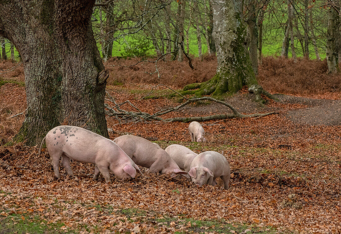 Large White pigs in open woodland