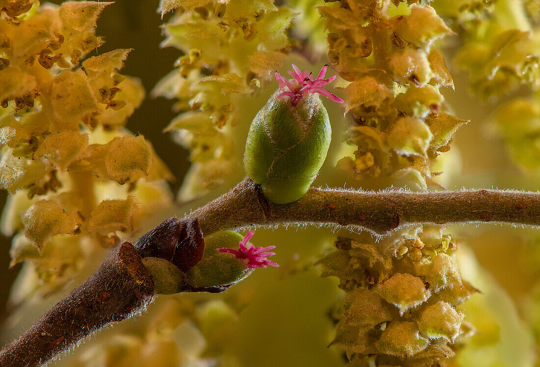 Hazel (Corylus avellana) in flower in early spring