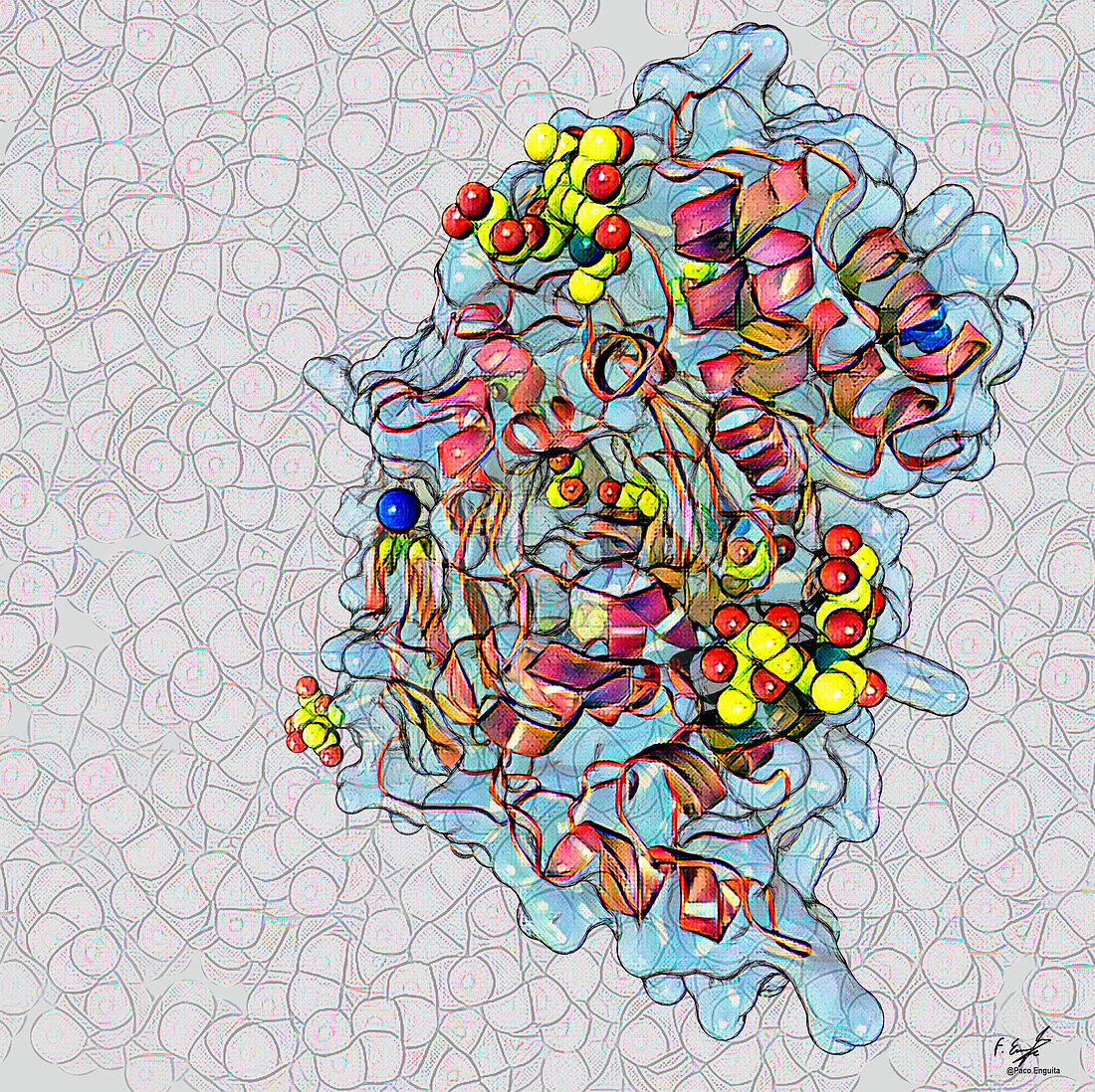 Cholinesterase enzyme, illustration