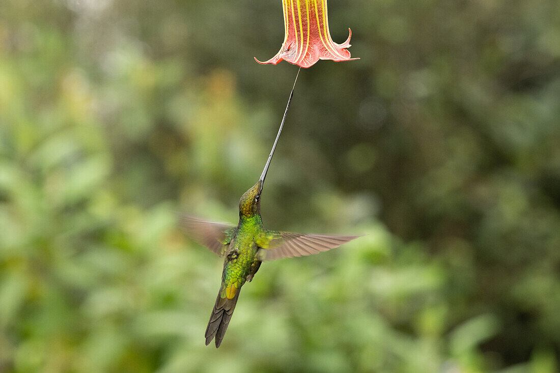 Sword billed hummingbird