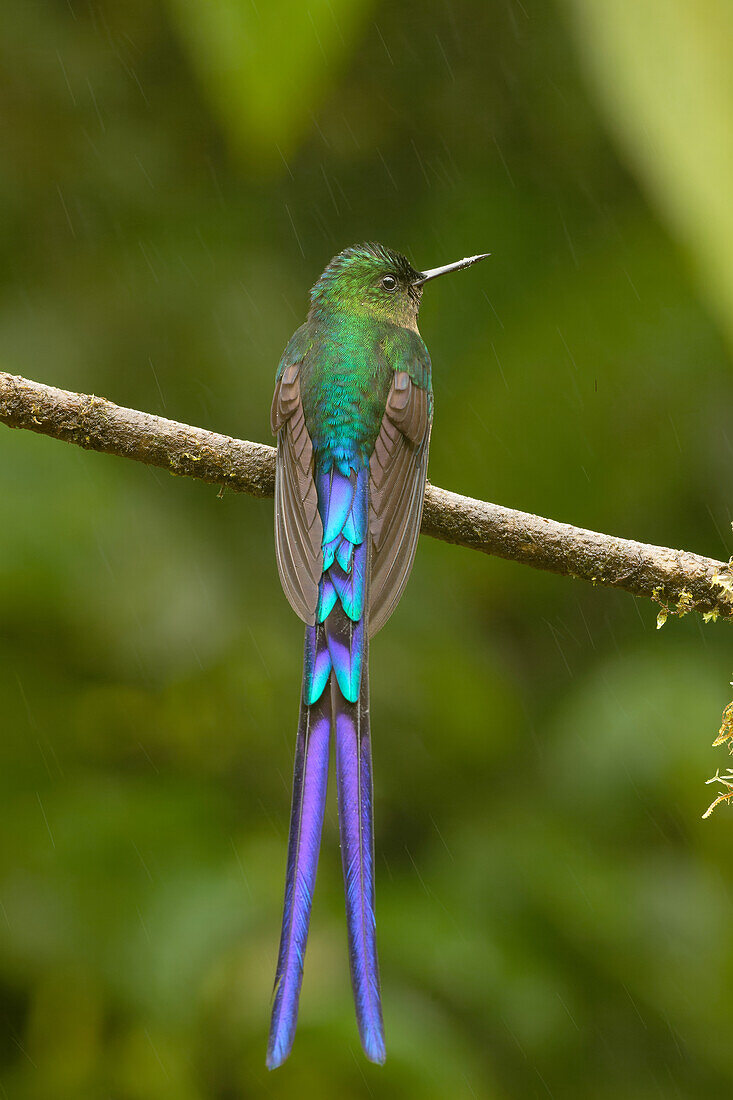 Violet-tailed sylph