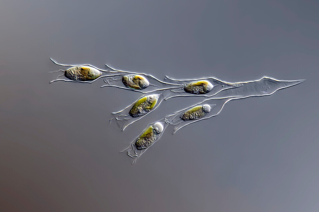 Dinobryon divergens algae, light micrograph