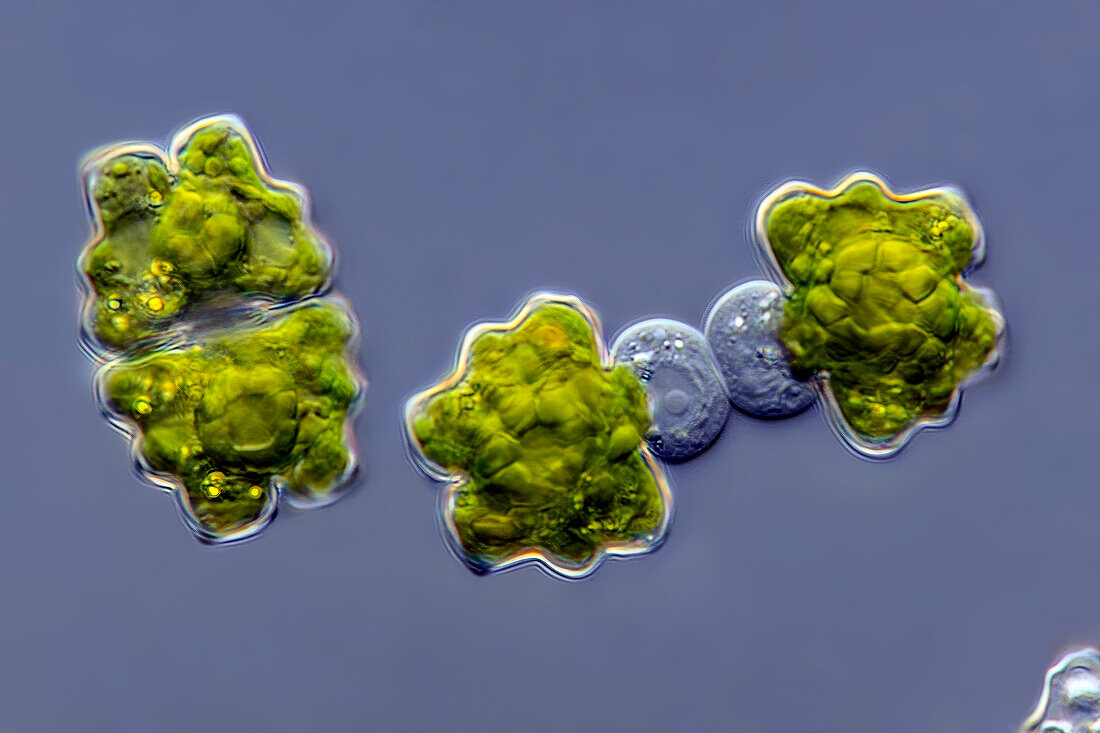 Euastrum insulare cf. algae, light micrograph