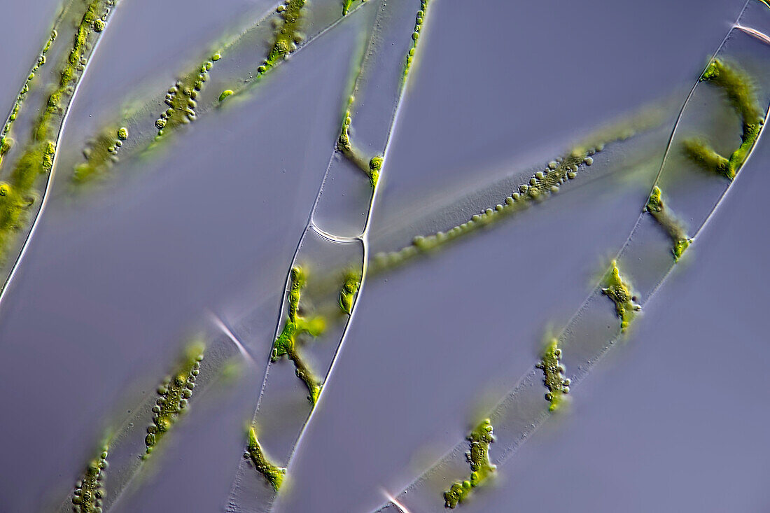 Spirogyra sp. , algae, light micrograph