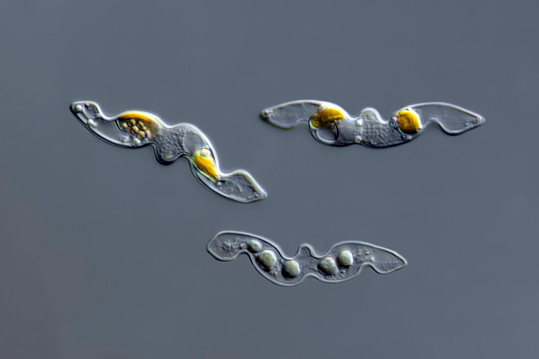 Pseudonitzschia seriata diatoms, light micrograph