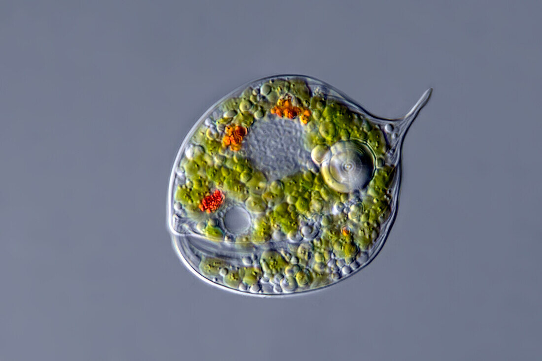 Phacus orbicularis algae, light micrograph