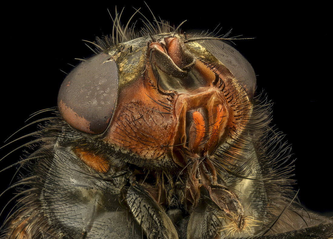 Head of a blow fly